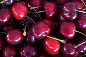 Cerises - Gil