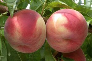 Pêches blanches